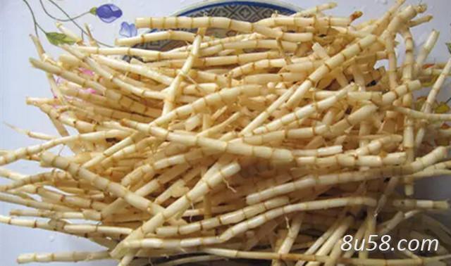 鲜白茅根出售河北优惠