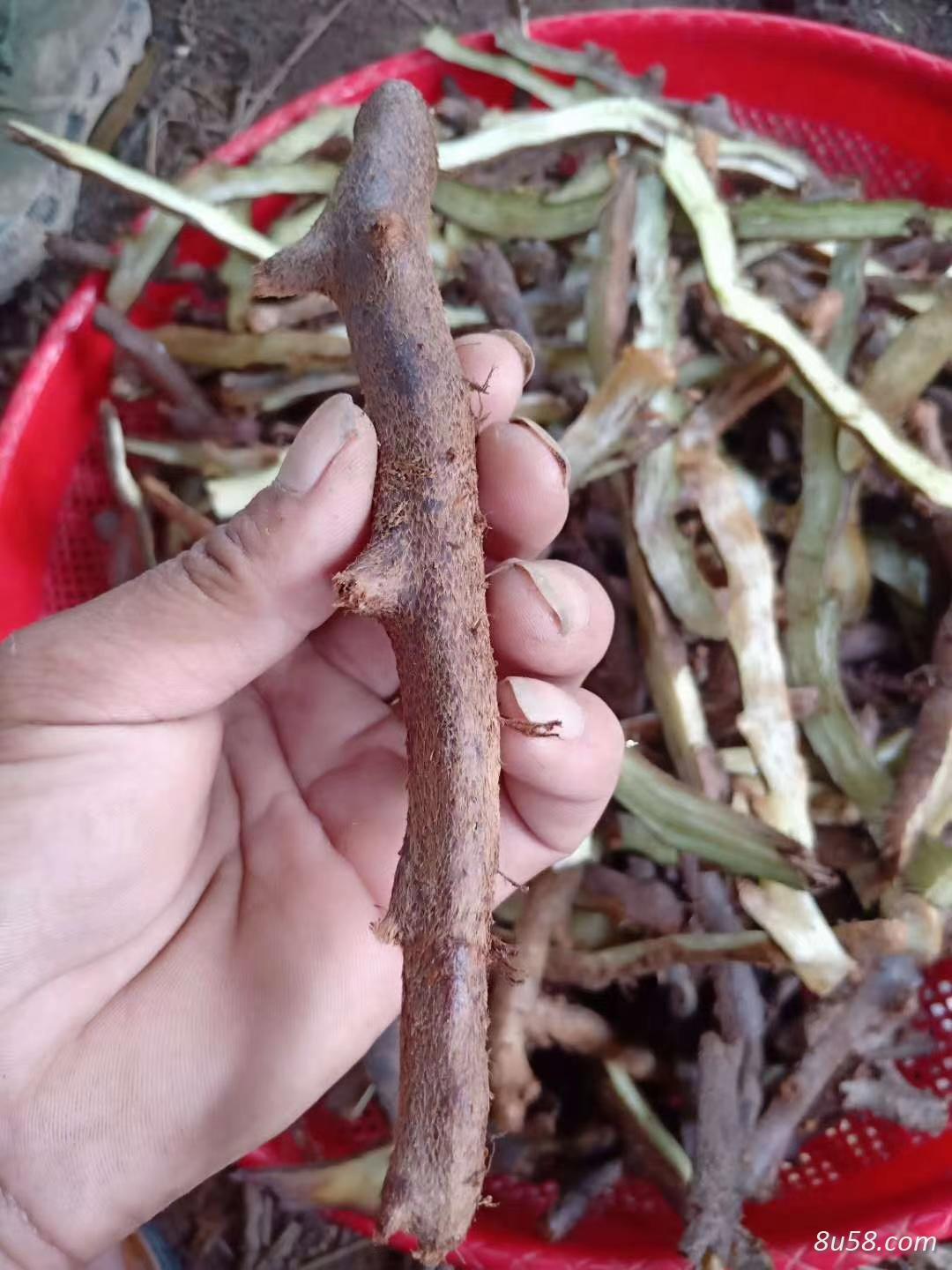 骨碎补