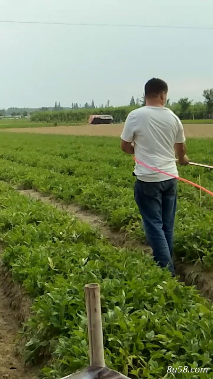 湖北荆半夏种子