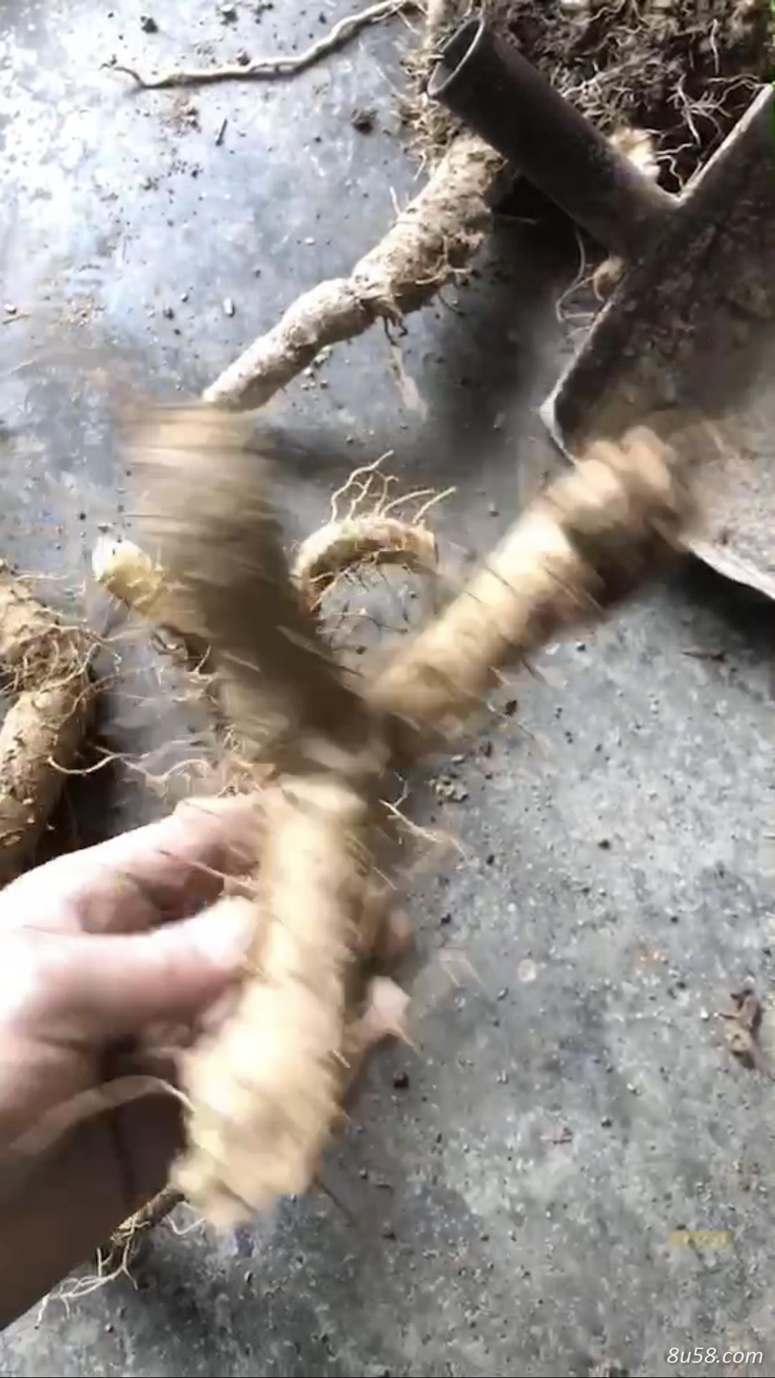 野生黄精种植5年