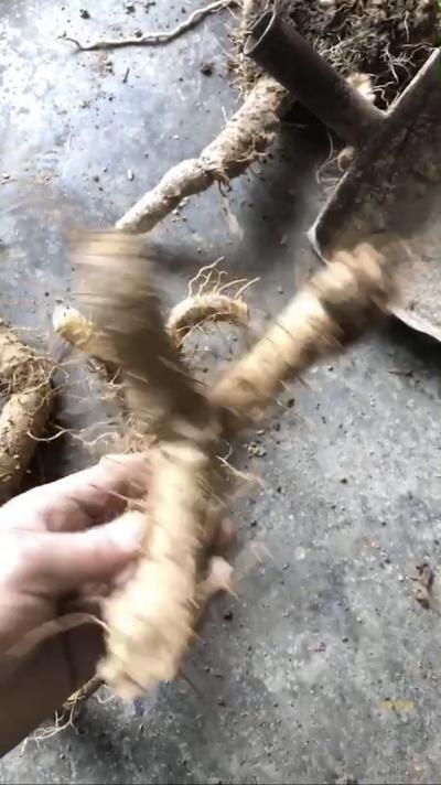 野生黄精种植5年
