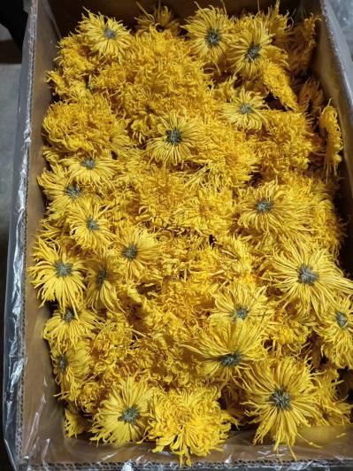 大量供应金丝皇菊，菊花沫子