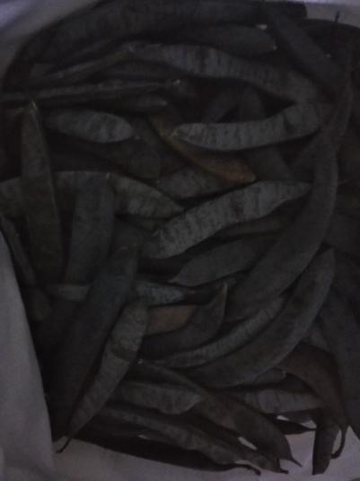 出售皂角