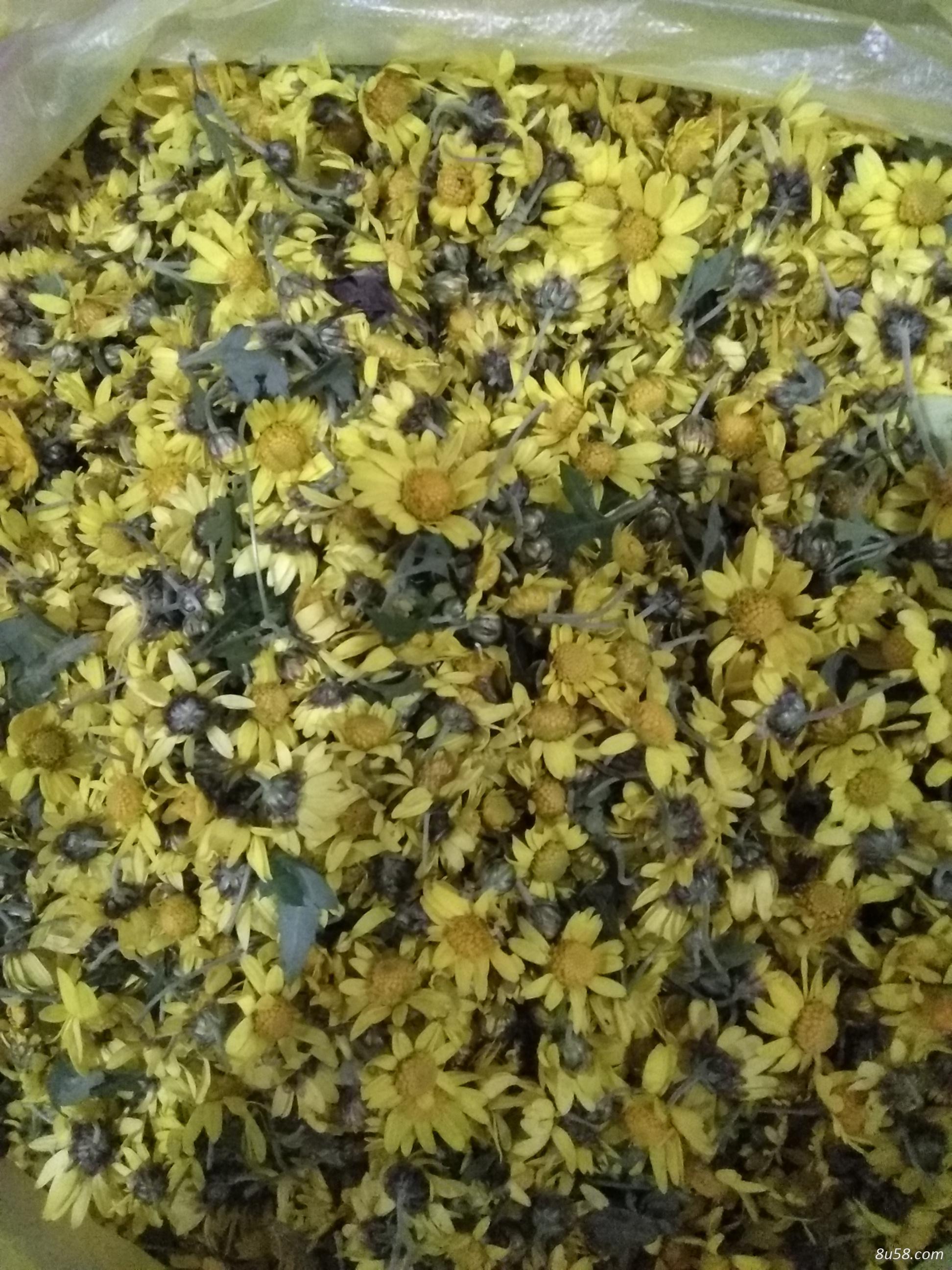野菊花