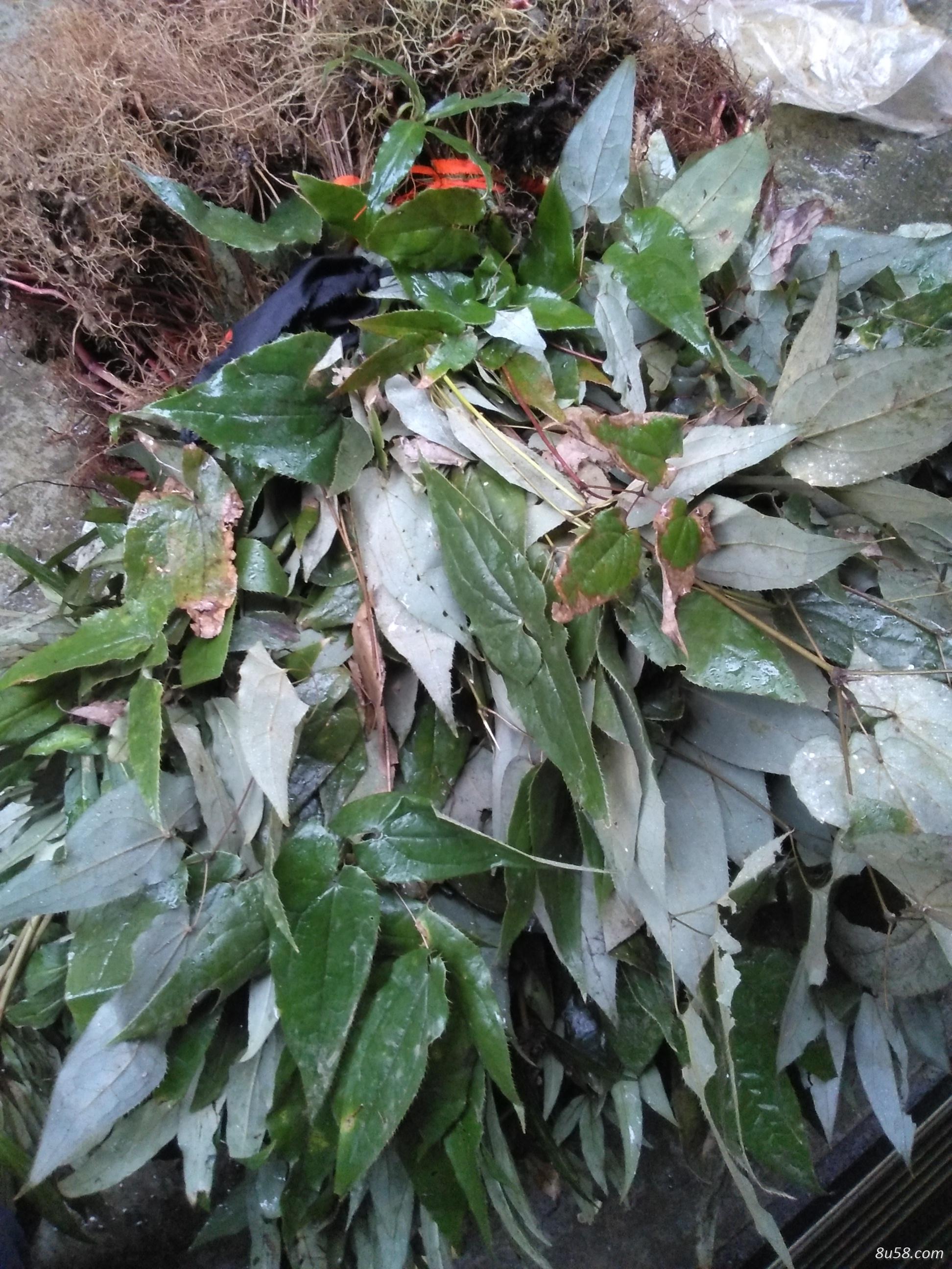 淫羊藿