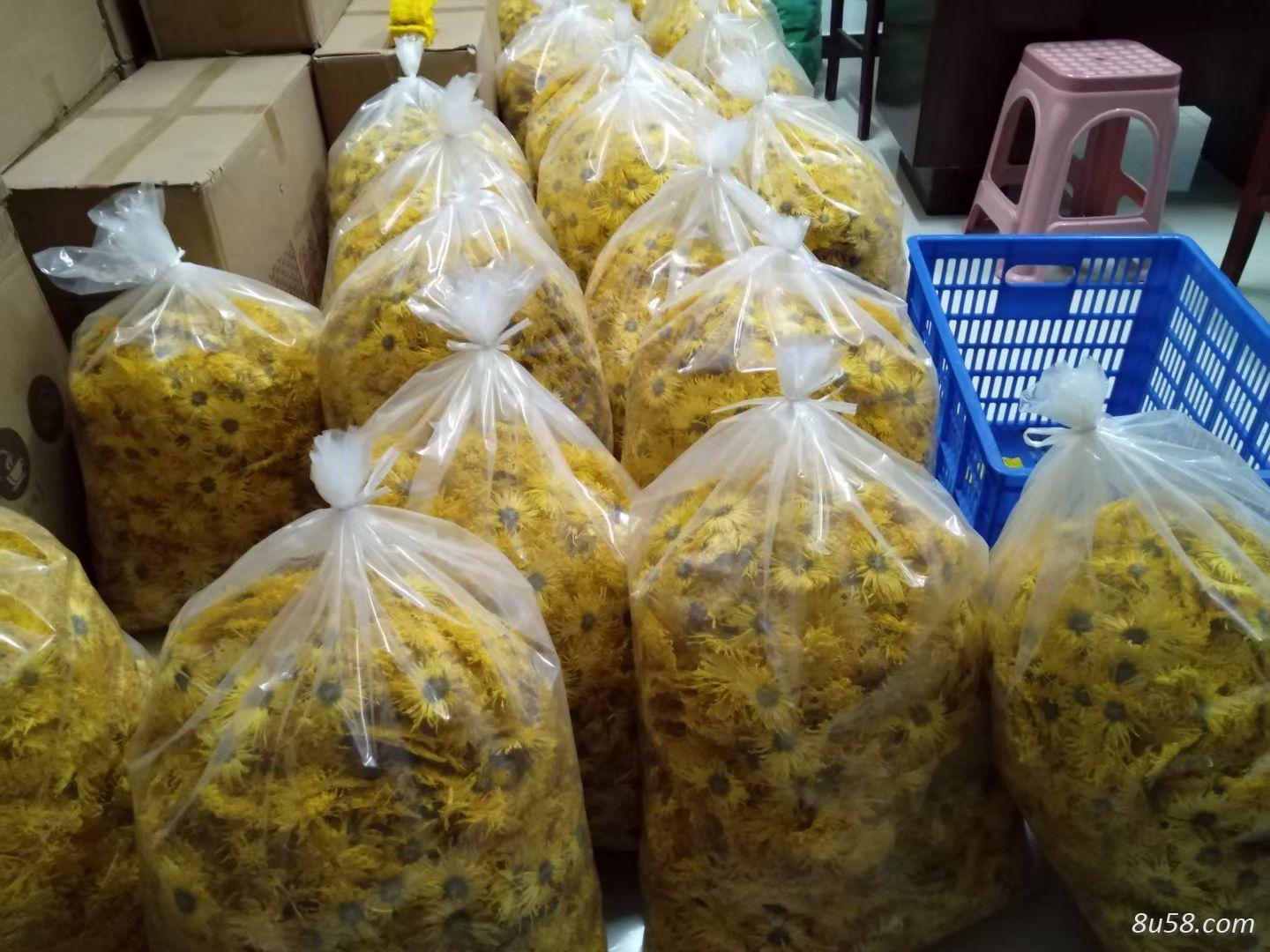 金丝皇菊 金丝皇菊
