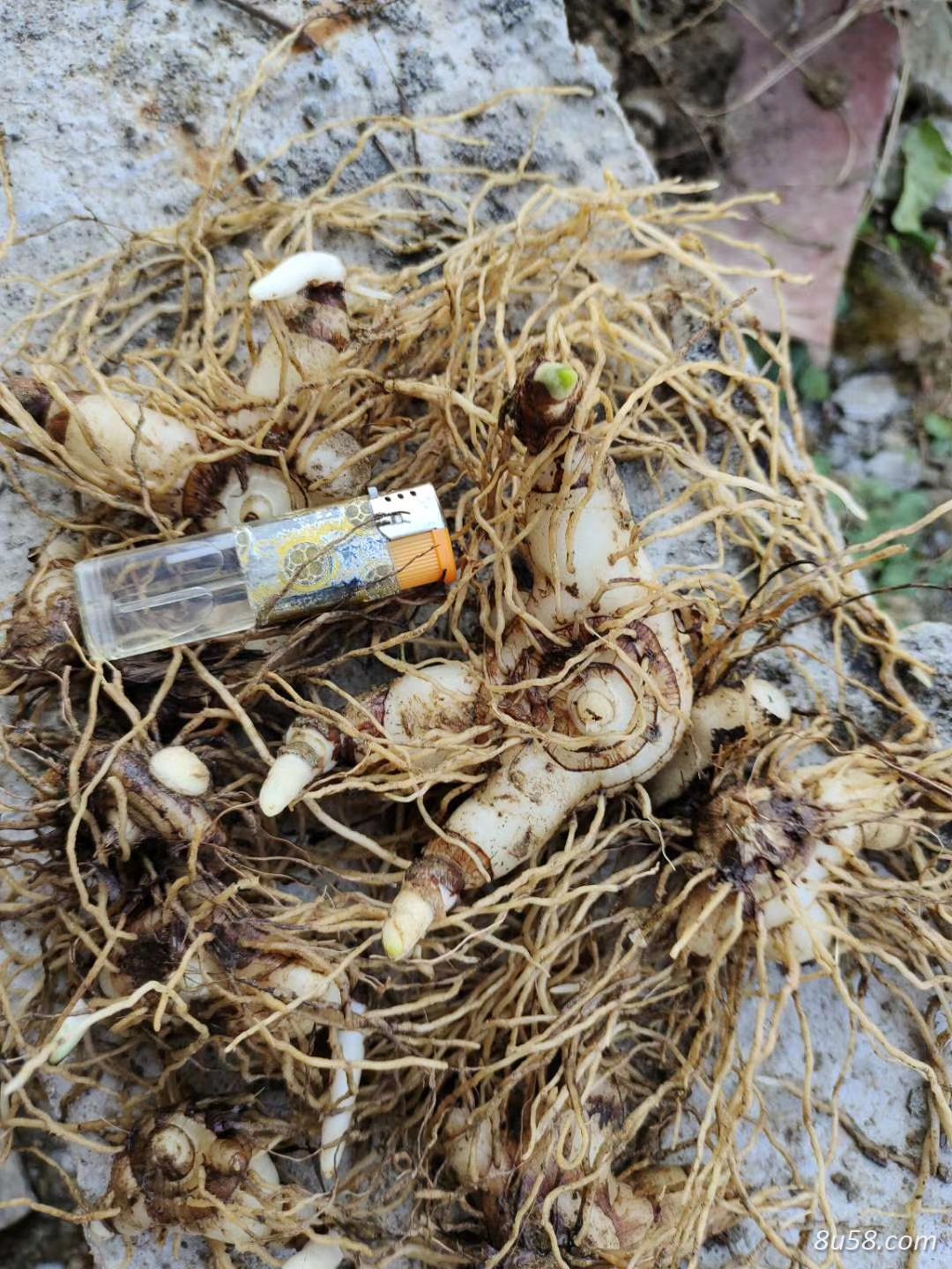 大别山宽叶紫花白及全芽头可实地验货议价