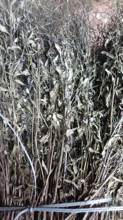 穿心莲 量有300多吨