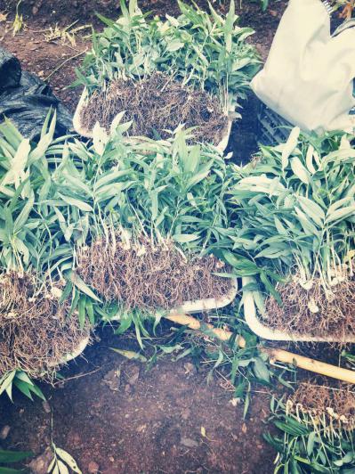 中药材种植姜型多花甜黄精种苗出售