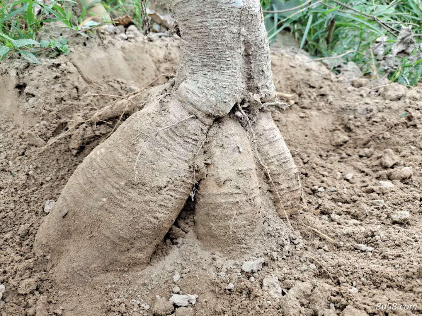 万亩葛根基地供应大量高粉质葛根 万亩葛根基地供应大量高粉质葛根