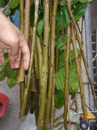 大量供应桑枝