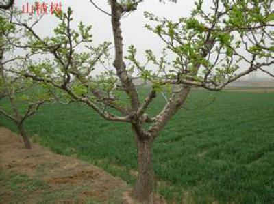 供应3--4公分山楂树