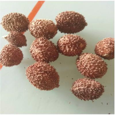 长泰砂仁高层红，长泰砂仁，红砂仁，春砂仁，咸砂仁