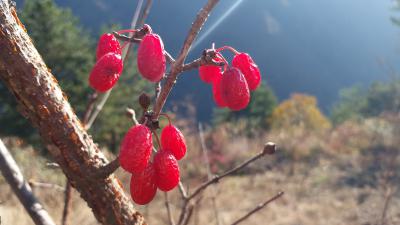秦岭深山道地药材山茱萸新鲜上市,我是驻村第一书记,我代言