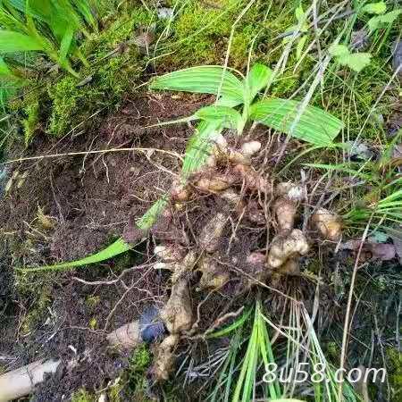 白芨种苗种芽种子白芨统货