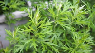 长年出售野生艾草艾叶及根茎