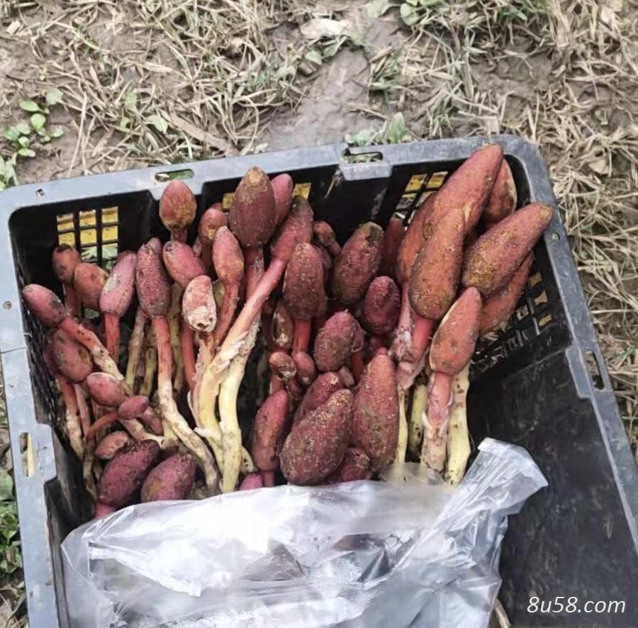 鹿仙草一手供应