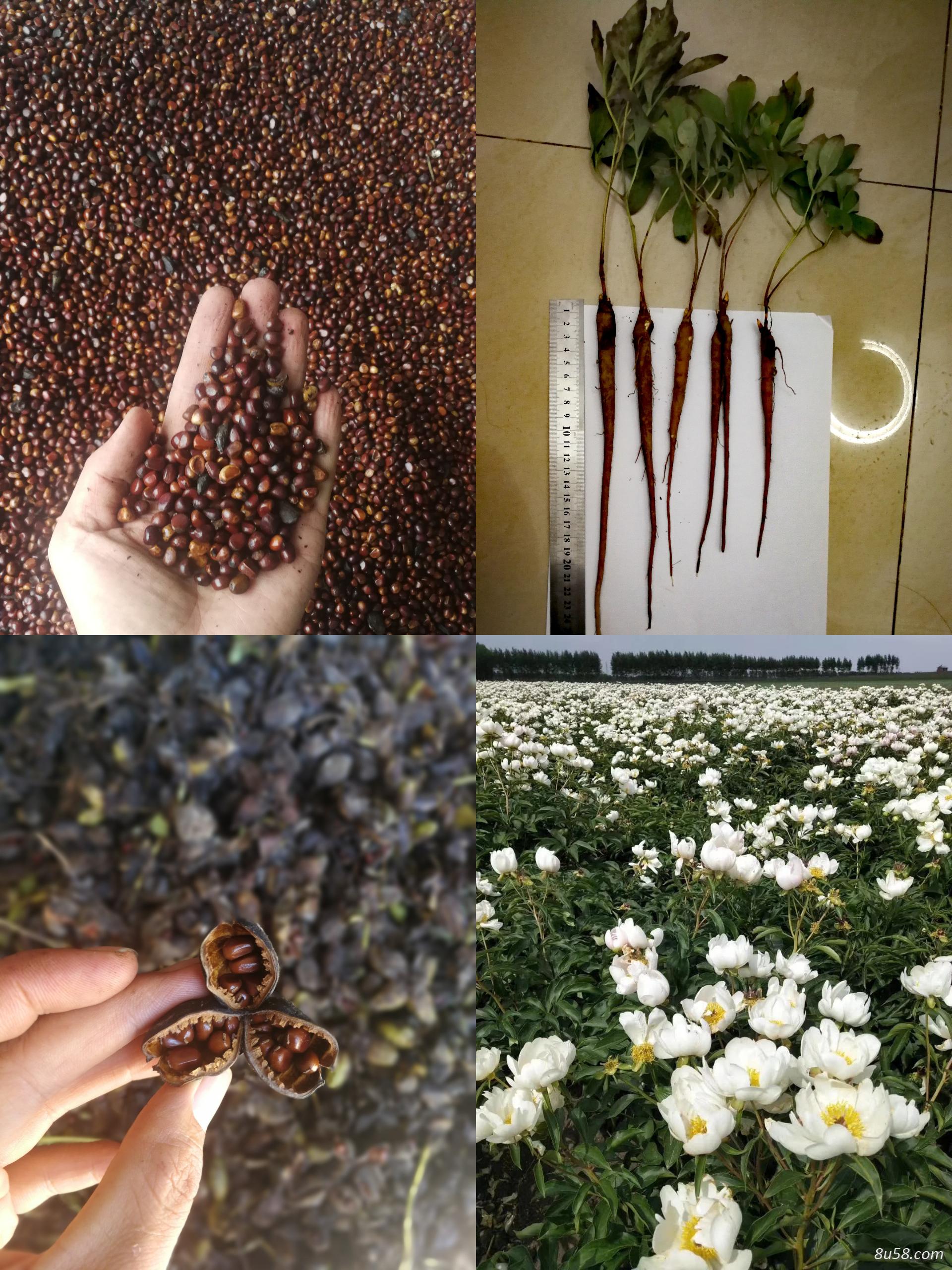 正宗乌拉盖芍药谷赤芍苗
