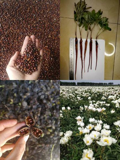 正宗乌拉盖芍药谷赤芍苗