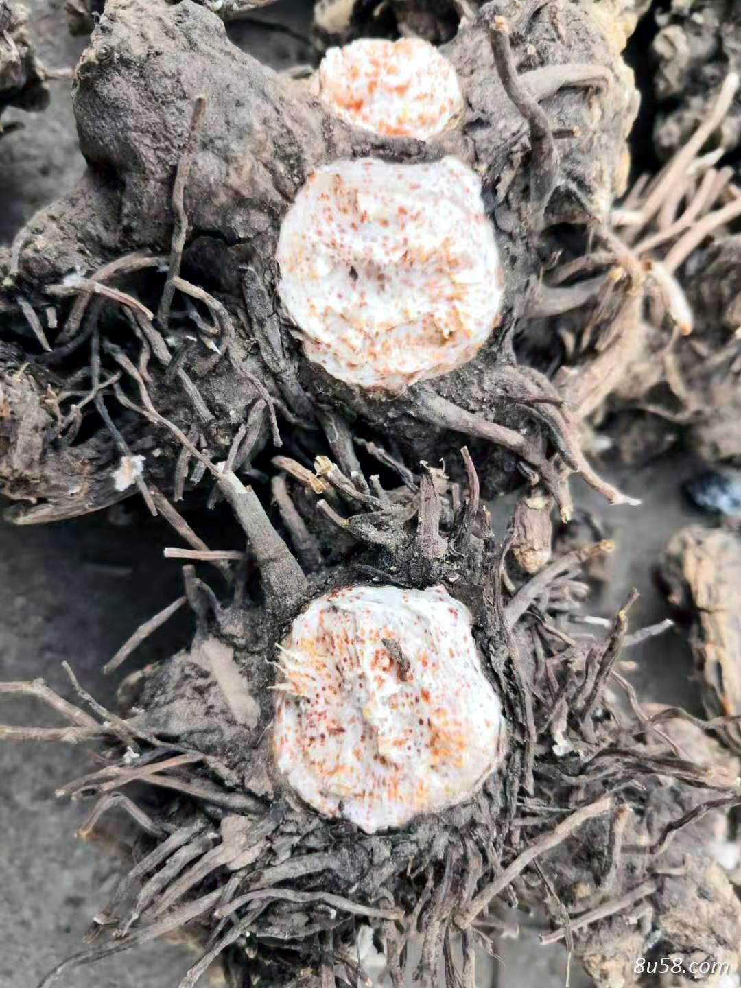 北苍术药材销售