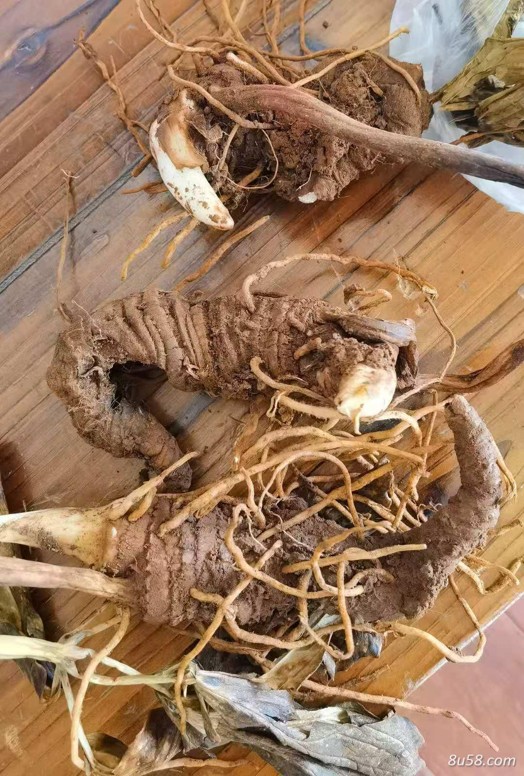 云南昆明滇重楼鲜货物美价廉有喜欢的联系
