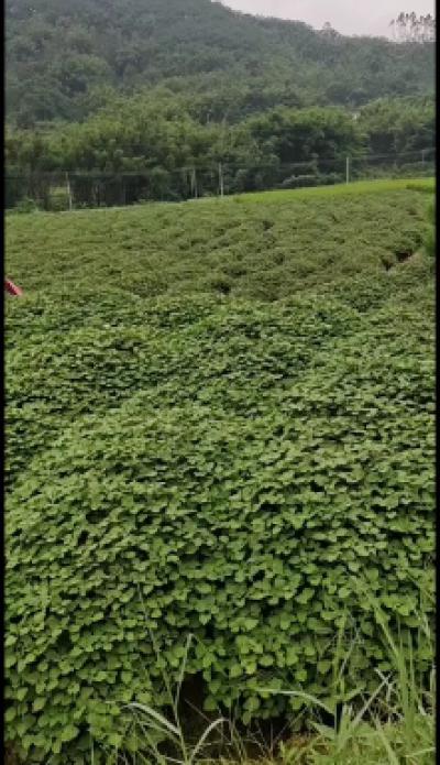 广霍香正宗广霍香