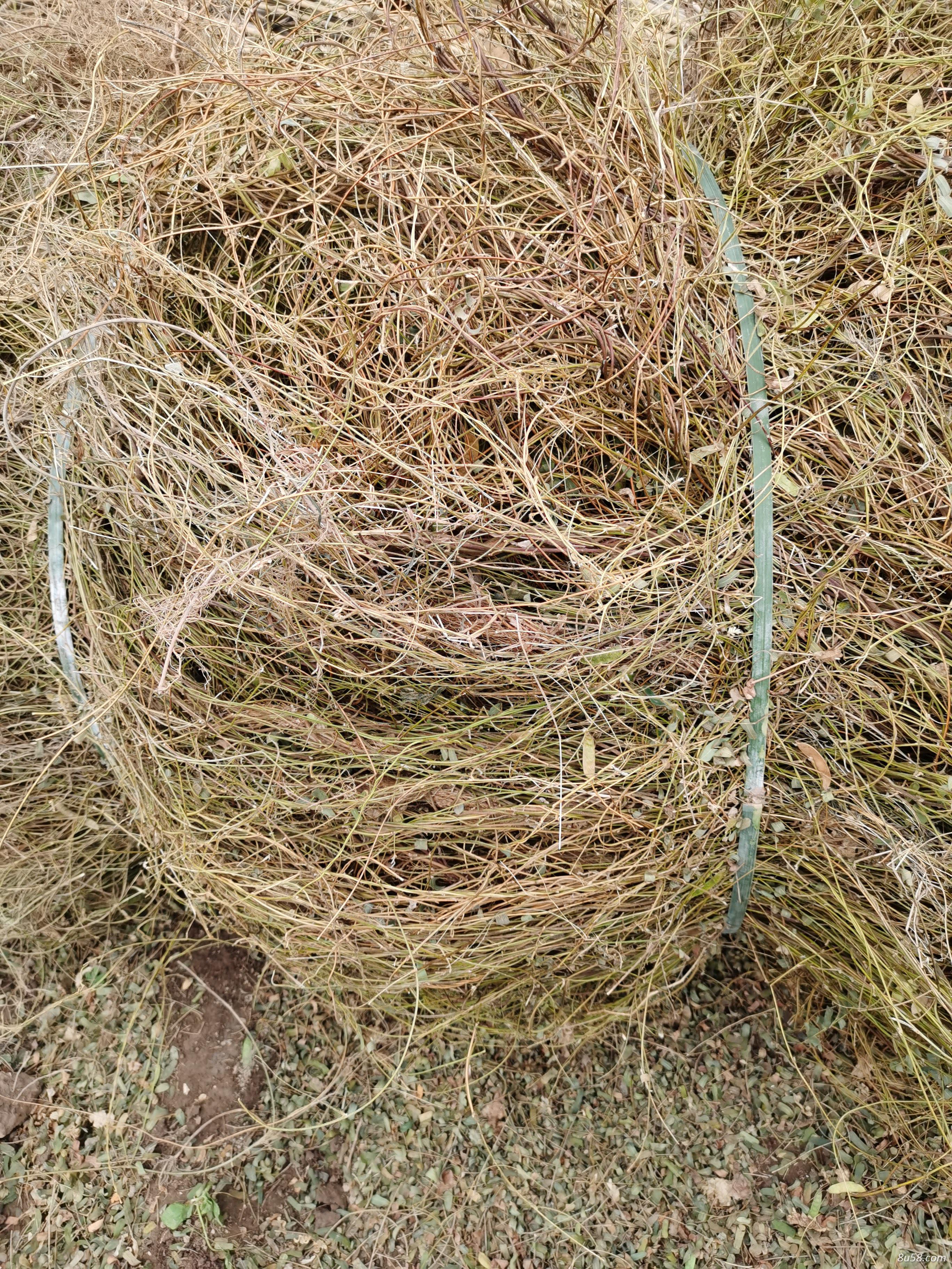 鸡骨草大量