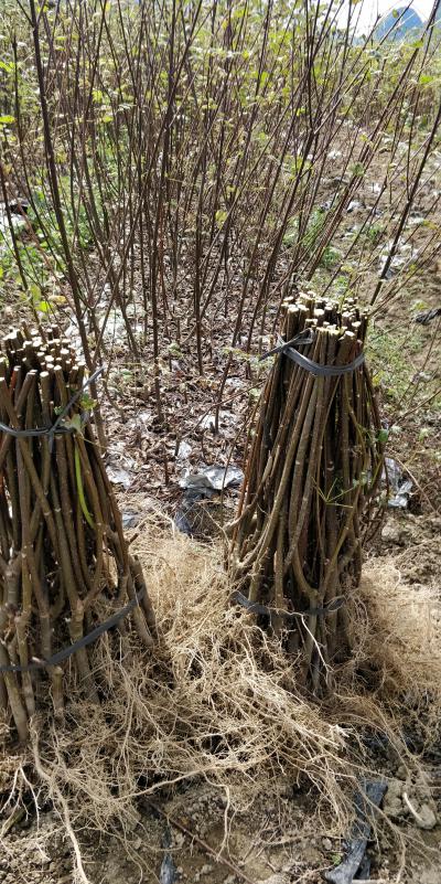 广西河池罗城县2021年基地大量批发中花吴茱萸苗，60公分以上高，0.8地径的健康无病菌扦插苗。