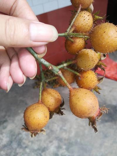 纯生态种植无籽金刺梨