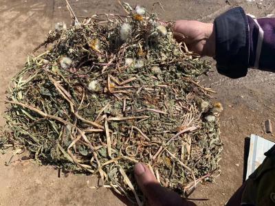出售高品质野生蒲公英