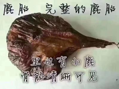 鹿胎，梅花鹿场直供