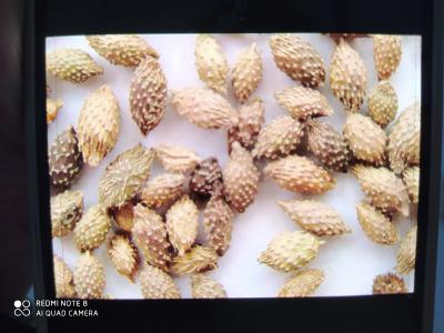 黄河滩区野生苍耳子