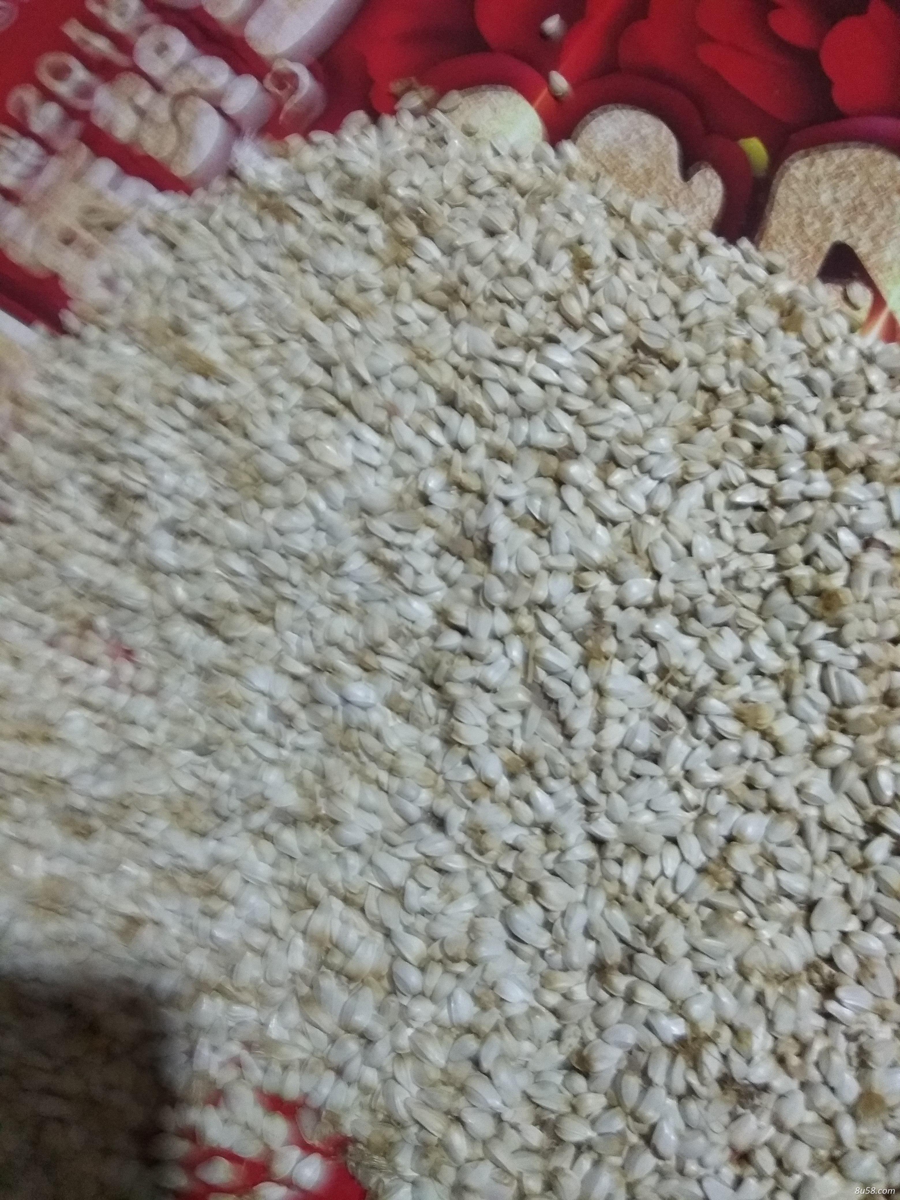 红花种子 红花种子