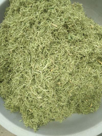 威峰金银花种植合作社