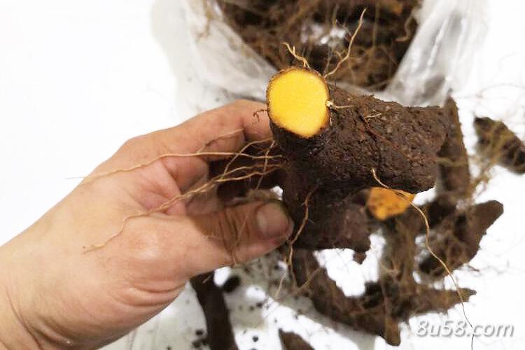 种植黄姜