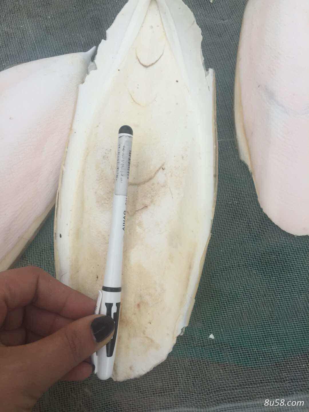 海螵蛸