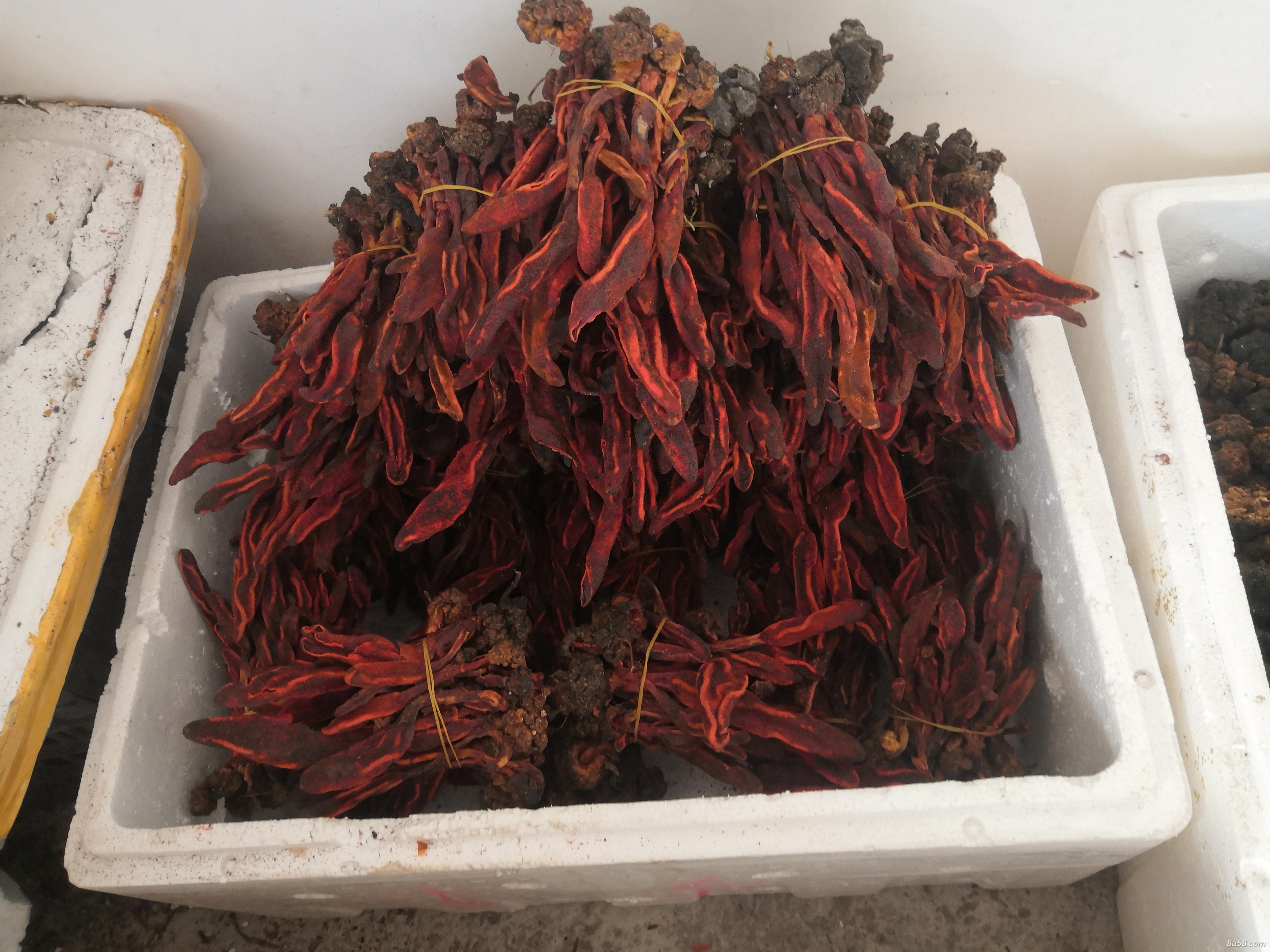 贵州野生回春草，包邮，一手货源，大货供应，低价批发…