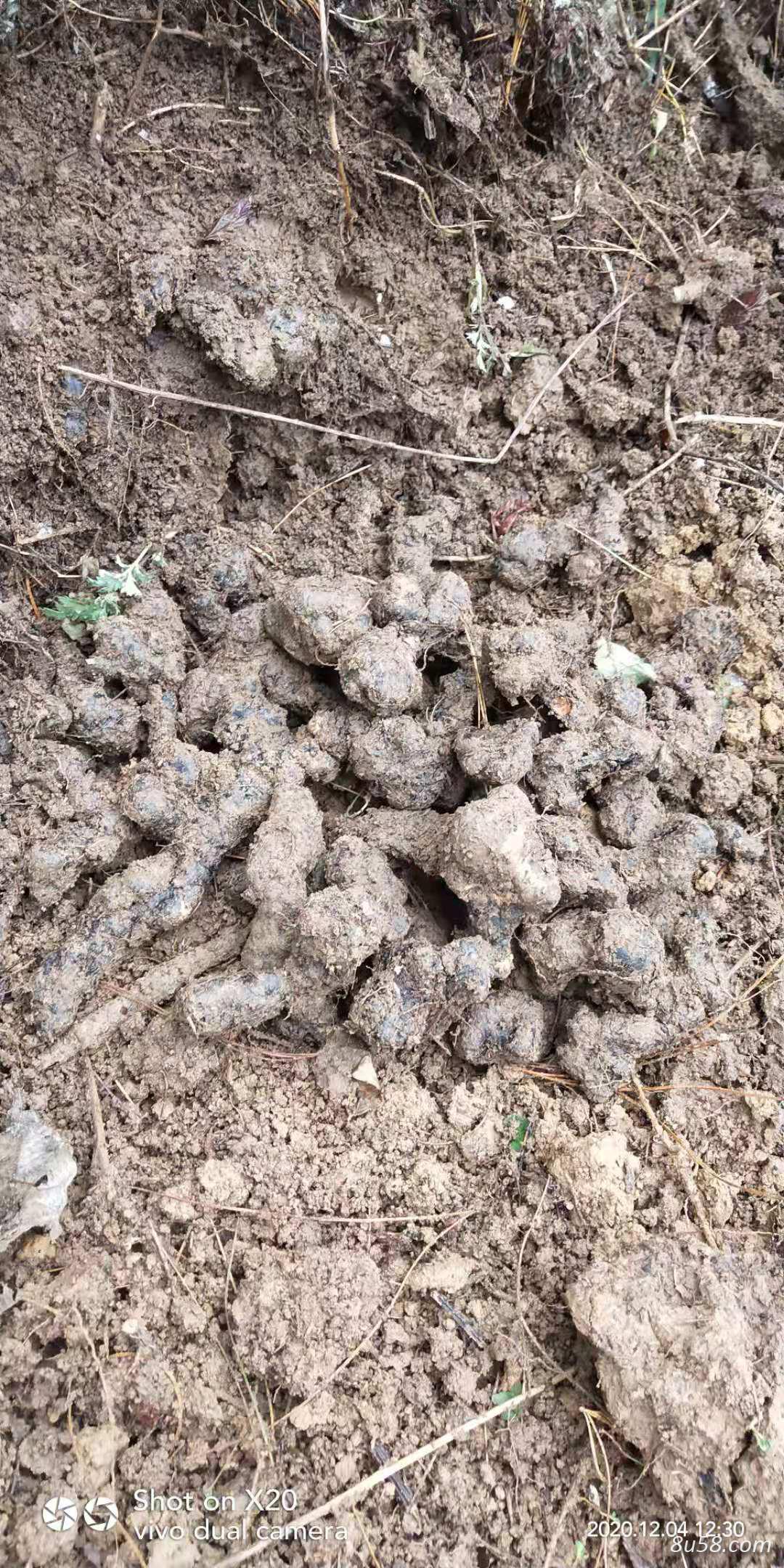 本人有鲜猪苓10吨左右可出售，需要的老板抓紧联系