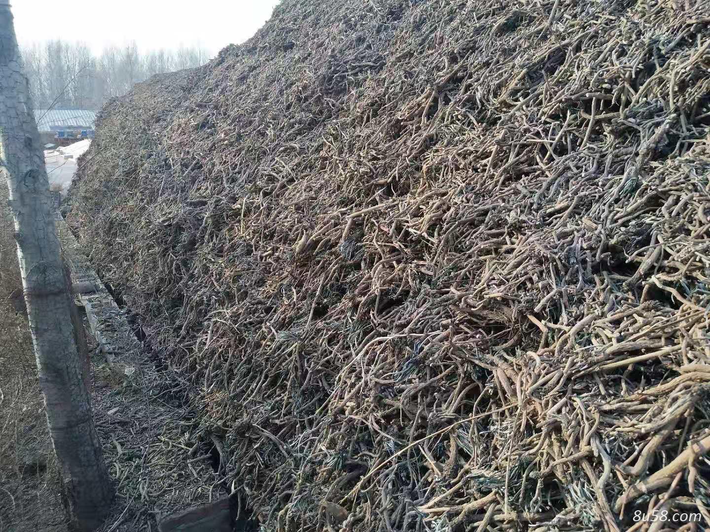 出售内蒙古产优质板蓝根8万斤,大青叶2万斤 出售内蒙古产优质板蓝根8万斤,大青叶2万斤