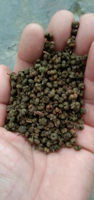 广西中花吴茱萸发部