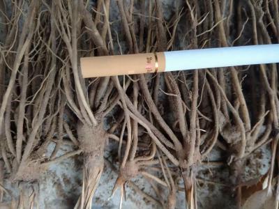 河北承德纯野生芽头移栽一代朱砂点苍术种子，种苗。