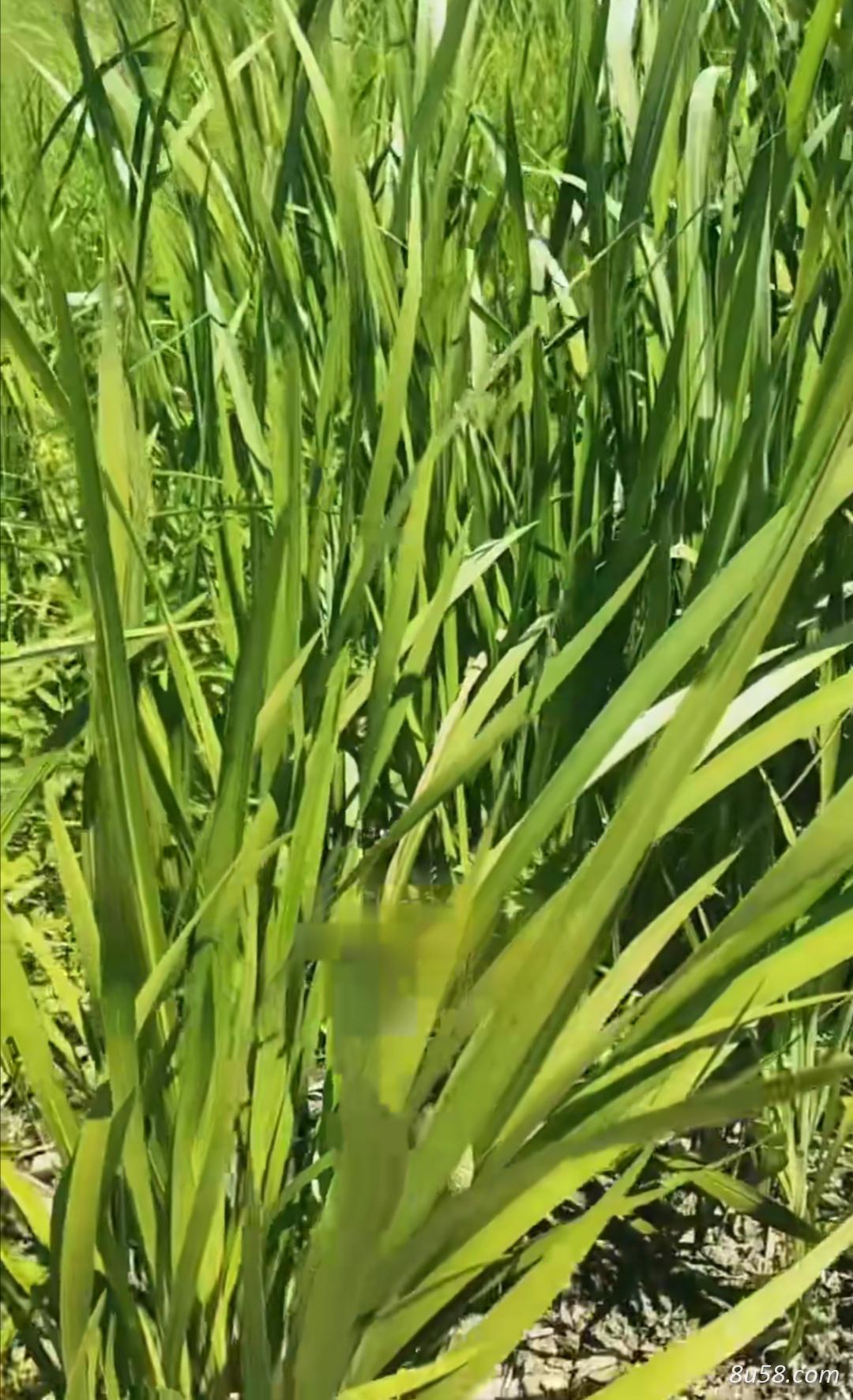 供应水菖蒲干湿货