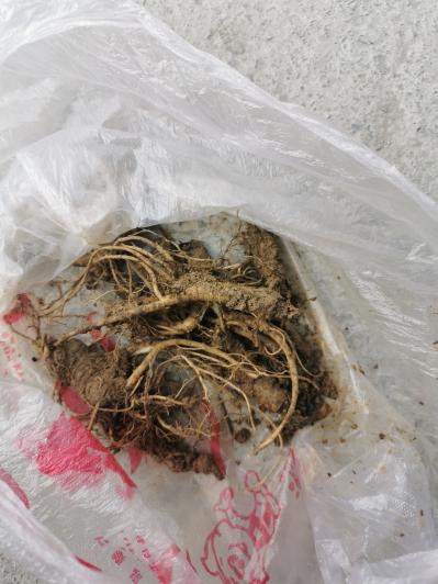 肉独活苗求购，注意不要甘肃苗，自带价格，大量需求