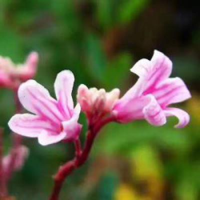 常年出售罗布麻种子-山东丰泽园艺靳海东