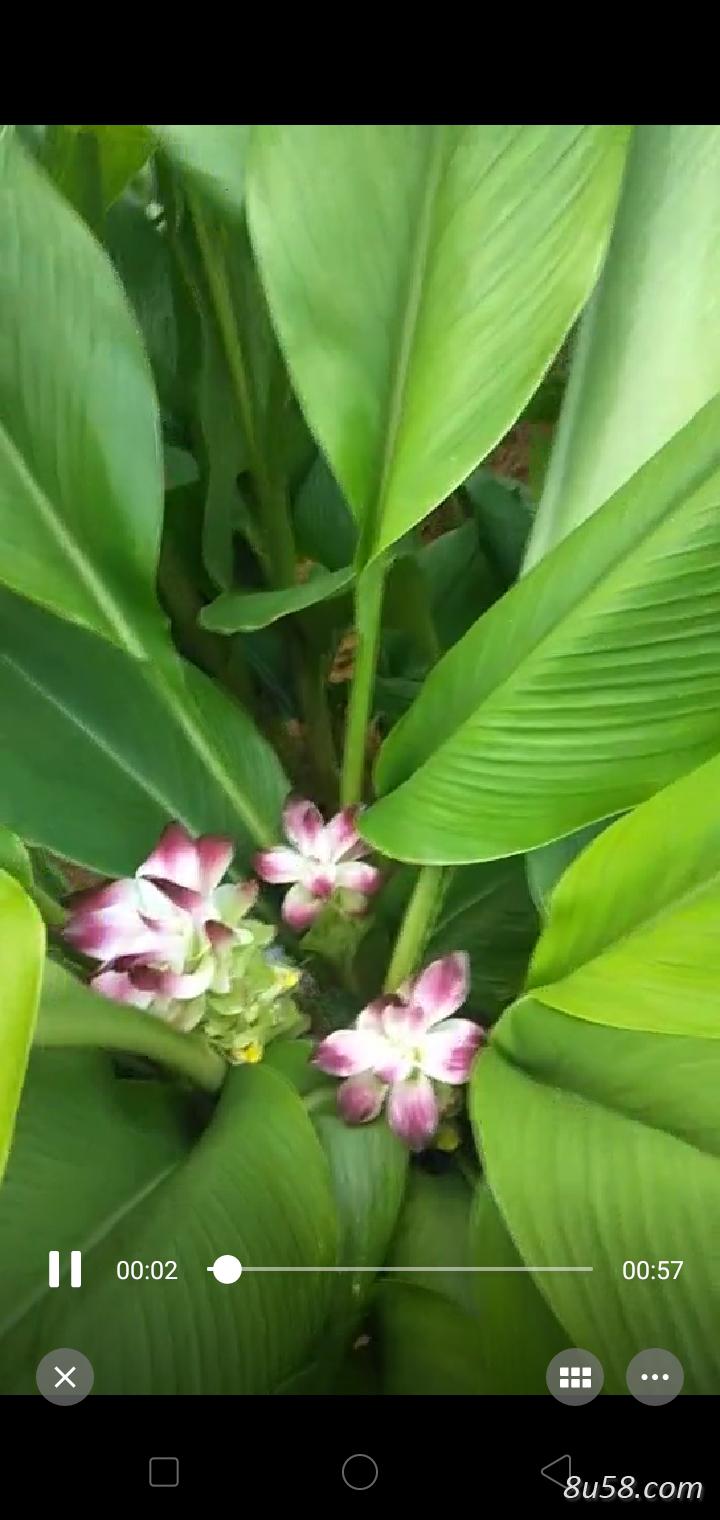 出售三年野生姜黄