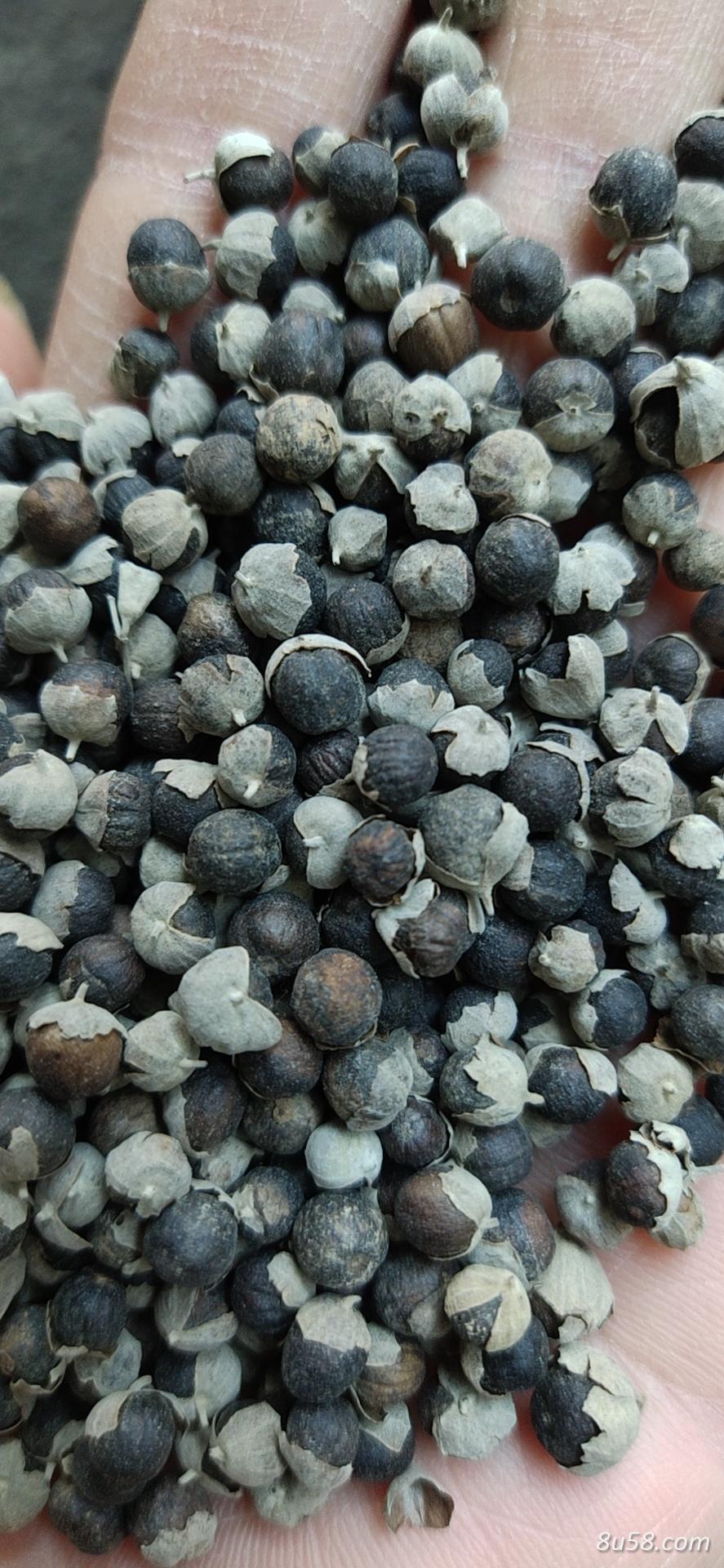 江西保含量蔓荆子 江西保含量蔓荆子