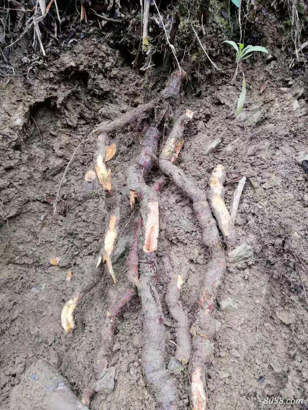 高品质野生鲜虎杖 大量出售