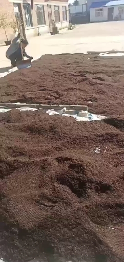 红蚂蚁