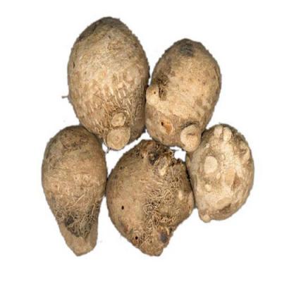 大量出售泽泻（几十吨）