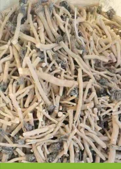 出售150吨甘肃酒泉大庄子板蓝根，自产自销，大货统货，质量好，品相好